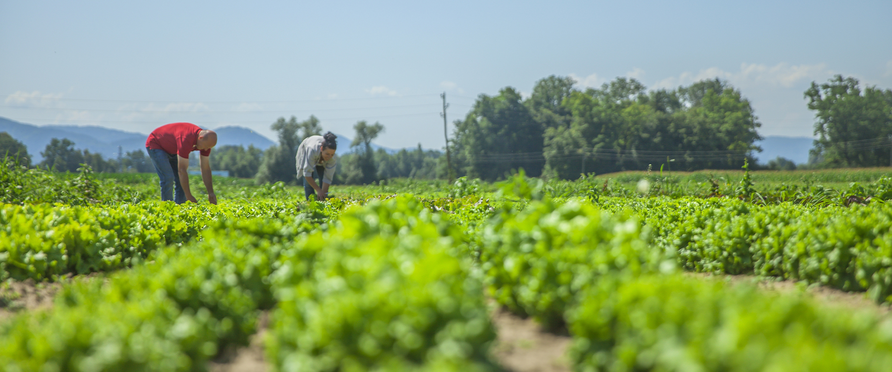 Online Organic Grocery Shop